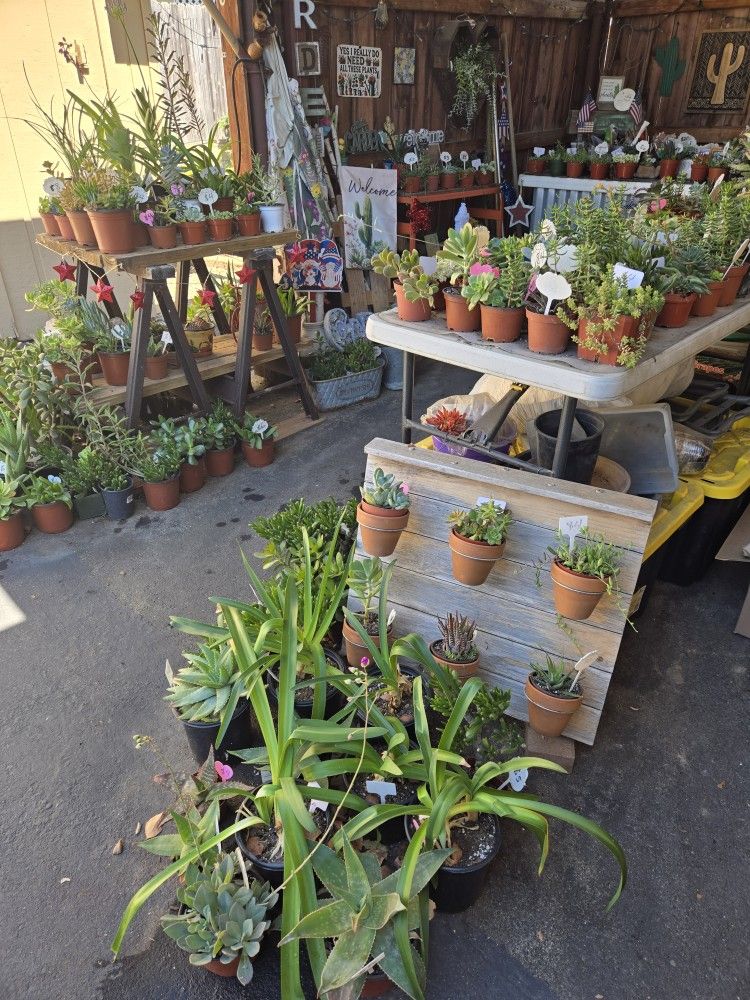 Colorful variety of succulents at lower than retail prices 
