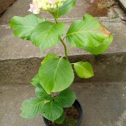 Pink Hydrangea Plant