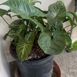 Money plant