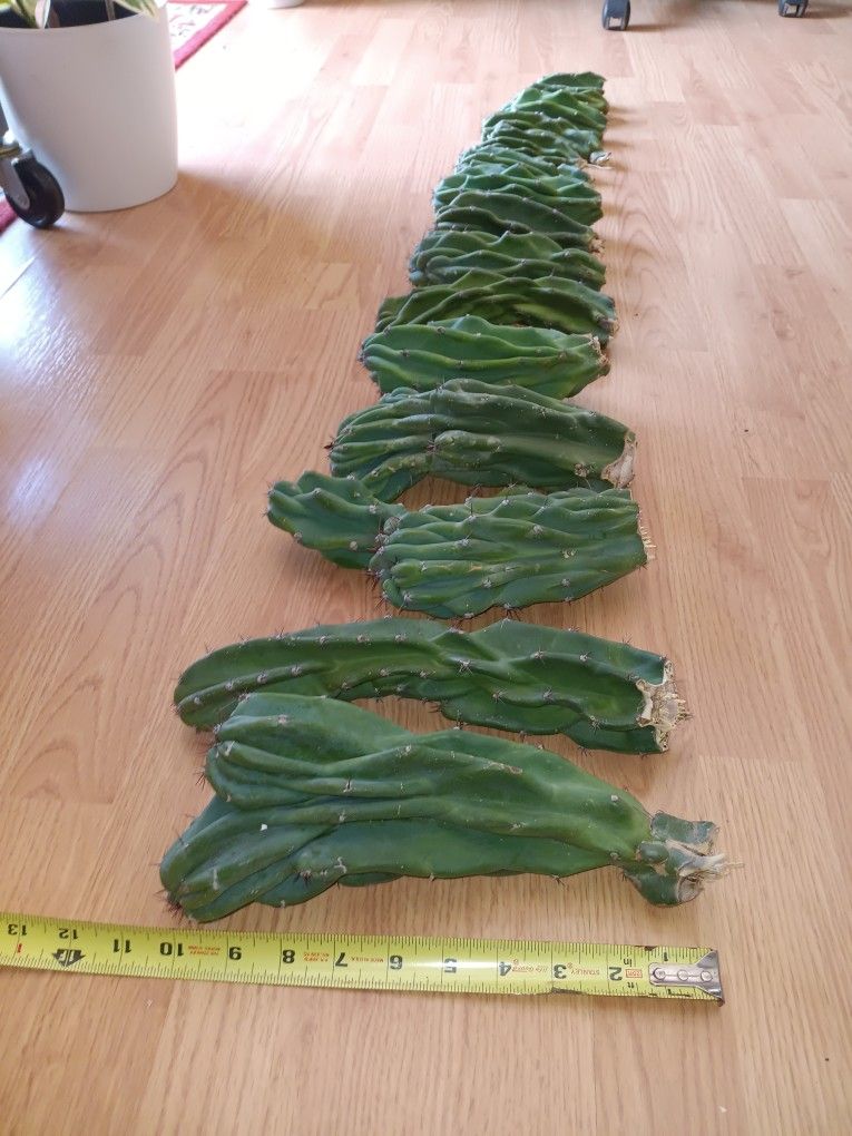 15 PC 10 Lb Growers Box Monstrose Peruvian Apple Cactus Cutting  5"-12"