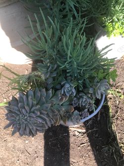 Planta suculenta