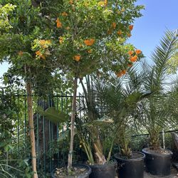Tecoma Tree 15g 