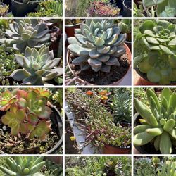 Succulent’s Plants 🪴 