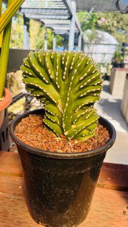 French crest cactus