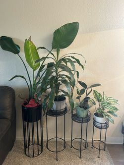 Plants and plant holder