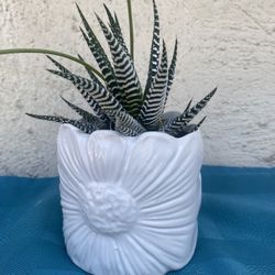 Succulents Zebra Plant.