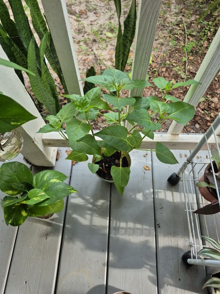 Four O'CLOCKS 18" Tall