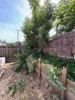 Backyard Garden Bed