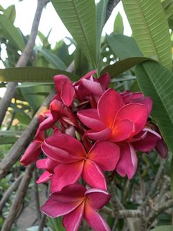 Scion red plumeria cutting