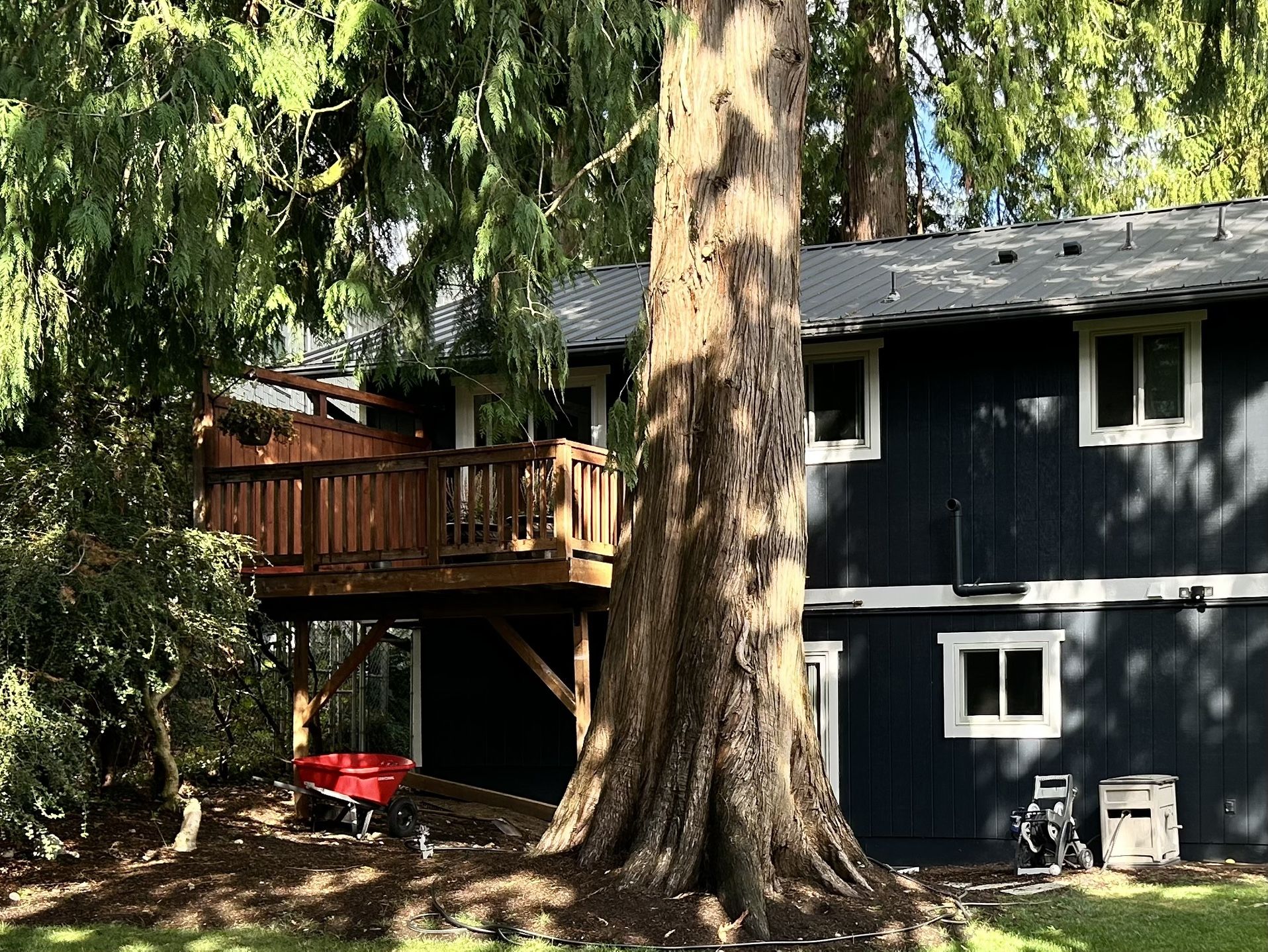 2 Free Large Cedar Trees