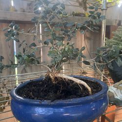 Bonsai Olive Tree Roots Are Exposing In A Blue Ceramic Bonsai Pot $75