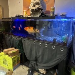 240-Gallon Clear-for-Life Acrylic Tank + Custom Black Stand – FULL SETUP