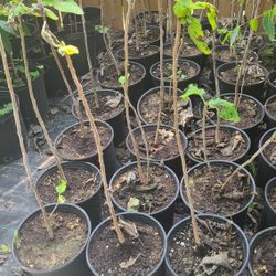 Texas Olives White Flower 1 .1/2 Gallon