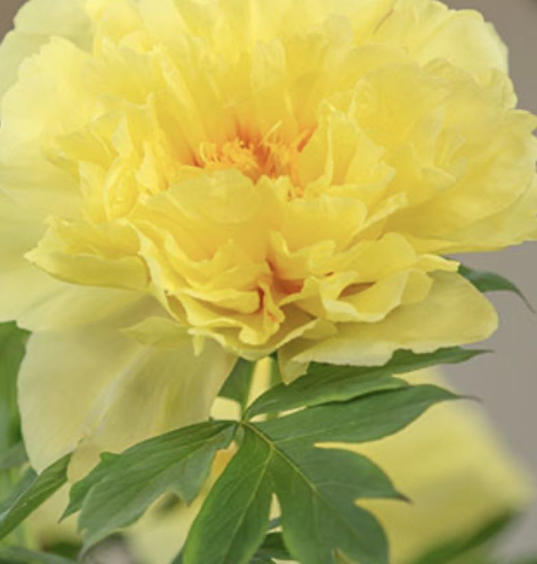 Itah Yellow Peony