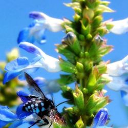 Bog Sage Plant - Salvia Celeste Planta salvia sage