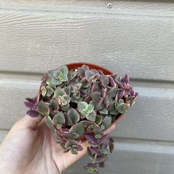 4” Succulent