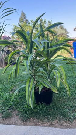 Plant