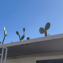 Free Cacti