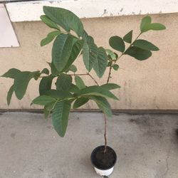 Healthy Thai Guava Fruit Tree