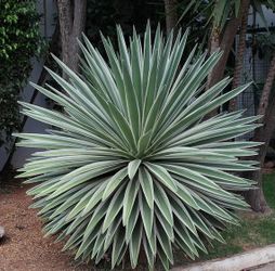 Variegated Agave Caribbean plant