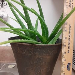 Aloe Vera Plant 