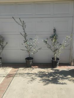 Arbaquina Olive Tree