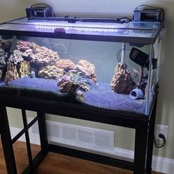 Complete 40 Gallon Aquarium 