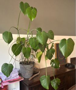 Large Monstera Plant- Includes Pot & Cage
