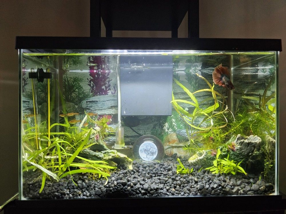 Aquarium Fish Tank