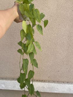 Cebu blue Pothos plant with pot