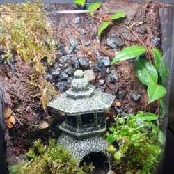 Low Maintenance Live Plants 🪴 And  Rock Desktop Terrarium 