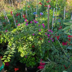 Bouganvilia Vine Plant 