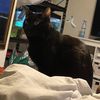 Mel