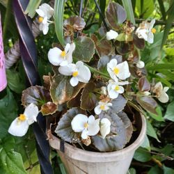 Flowering Hanging Basket Begonia