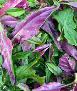 Okinawa,spinach .