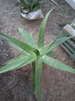 Xl Large aloe Plants 