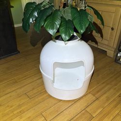 Kitty Litter Box 