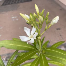 Nerium Oleander L Or Laurel Blanco Plant