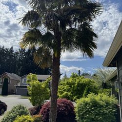 Cold Resistant 20’ Palm Tree