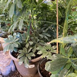 Plant Umbrella Plant 12in Pot