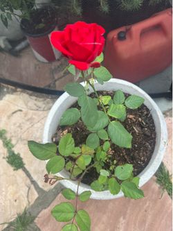 Red rose 5 gallon container