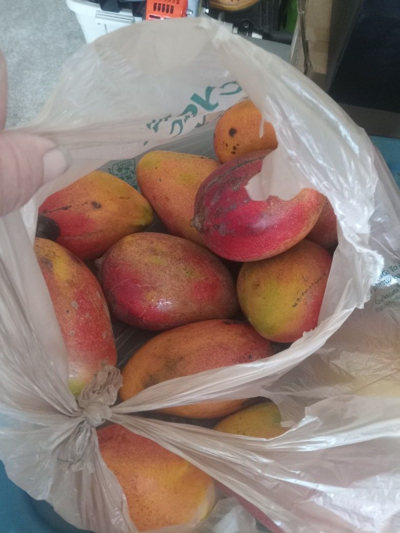 Mangos $1.50 Each