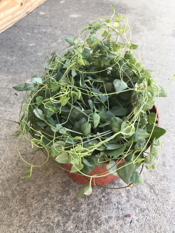 String of Hearts Plant Ceropegia woodii Rosary Vine String