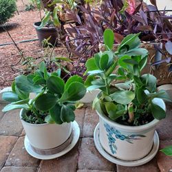PLANTS
