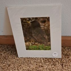European Starling  (signed by artist)