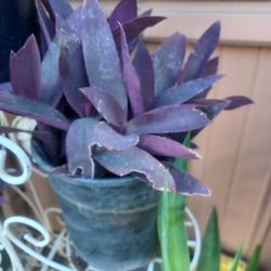 Purple Heart Plant 