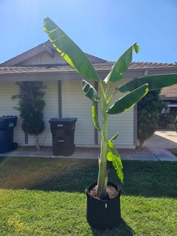 Ice Cream Banana plant (Blue Java Banana Tree)