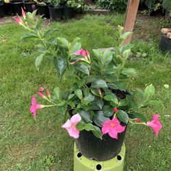 Outdoor Plant