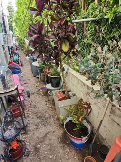 Big plant yard sale today Sunday!!!  Open now