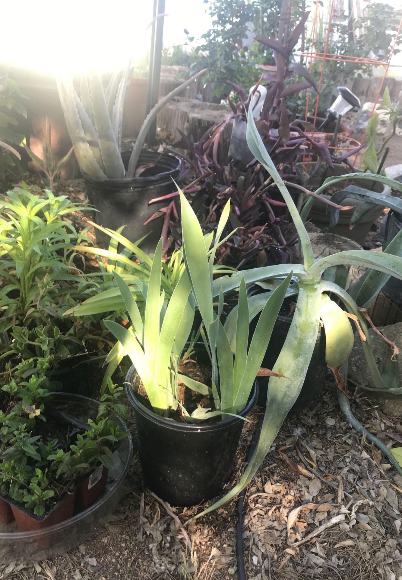 Plants ready for your yard. Succulents, aloes, , octopus agaves, mint and more